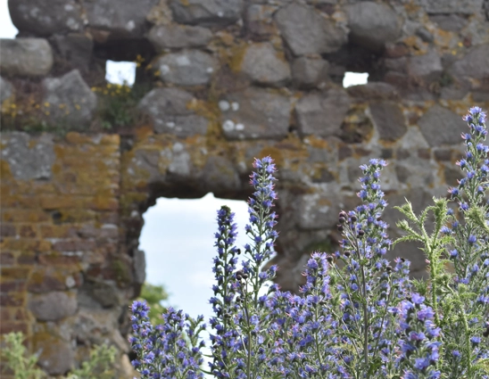 Nahaufnahme von lila Blumen mit der Burgruine Hammershus im Hintergrund